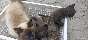 бенгал кошка цена: Котята от кошки с сиамским окрасом - Помёт: несколько котят разной — 2