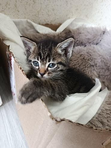 черный кот: Котята, домашние малыши - Окрас: классический тигровый (табби) с — 3