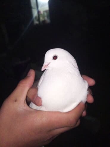 Другие животные: Белый голубь - Полностью белое оперение, компактное телосложение. - — 1