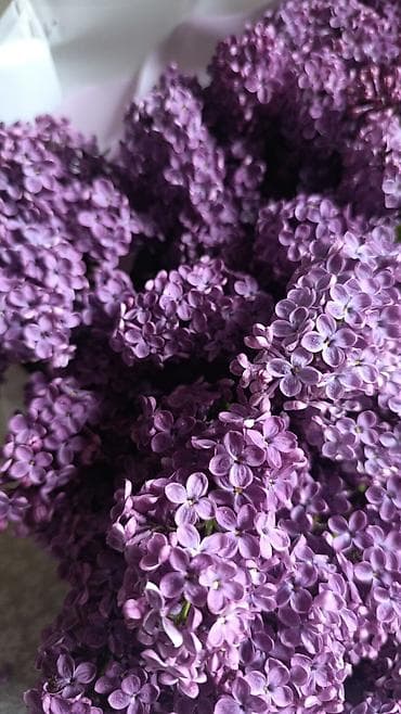 изгород: Сирень свежесрезанная❤️💜💜💜💜💜💜Продаю калированную Сирень ❤️❤️, с густым — 5