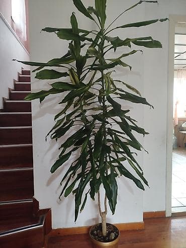 гүл койгуч: Комнатные растения,фикусыалоэ — 9