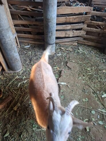 продажа щенков немецкой овчарки с документами в бишкеке: Продаю | Коза (самка), Козёл (самец) | Для молока, Для разведения — 4