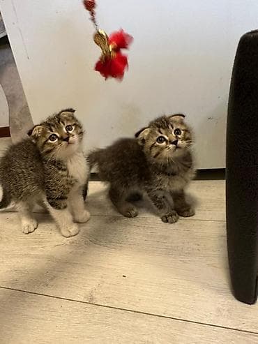 Кошки: Шотландские вислоухие котята (Scottish Fold) - Порода: шотландская — 2