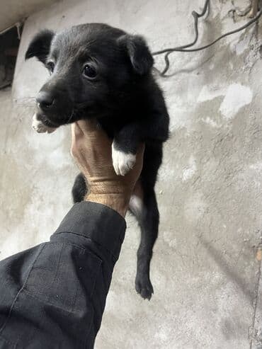 породистые собаки ищут дом: Щенки бесплатно отдадим в хорошие руки, находятся в Кара-Балте — 5