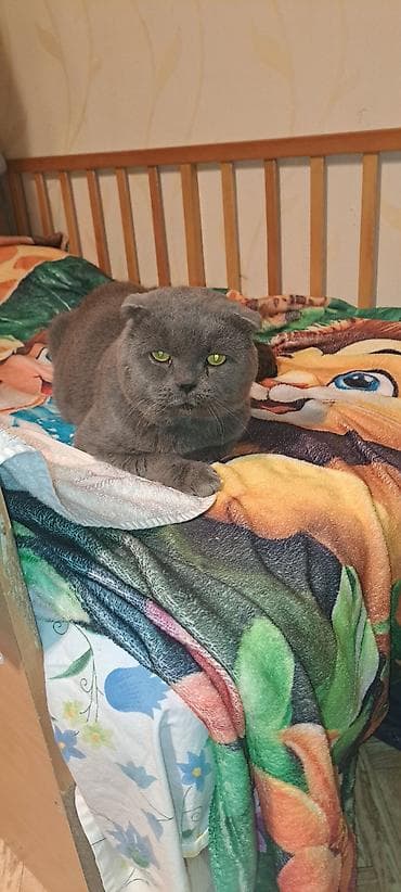Скотиш Фолд (Шотландская вислоухая), 3 года, Мальчик, Серый — 2