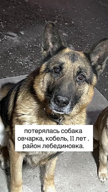 немецкая овчарка цена щенка: ПРОПАЛА СОБАКА. Овчарка . 11 лет, кобель по кличке Герд. Район — 1