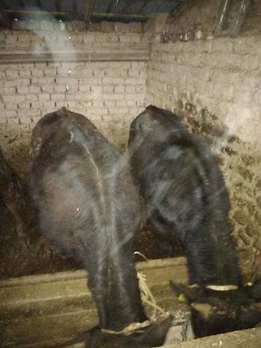 корову: Продаю | Бык (самец) | Полукровка | На откорм — 8