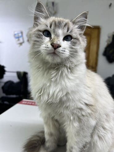 шотландский вислоухий рыжий кот: 5 месяцев, Мальчик, Метис, Приучена к лотку — 6