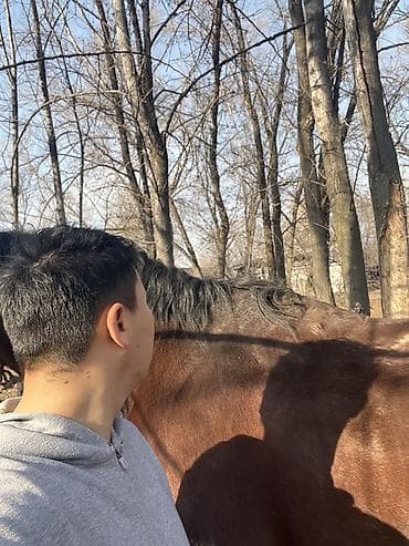 Иттер: Сатам | Байтал | Жумушка | Жасалма жол менен боозутуу — 6