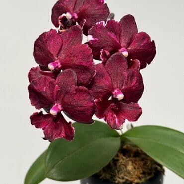 Орхидеи фаленопсис — коллекционные сорта с эффектной окраской цветов