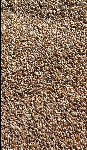 пшеничная: Пшеница (зерно) - Крупное выровненное зерно золотисто‑коричневого — 2
