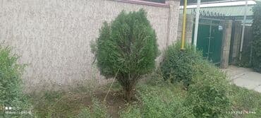 работу разнорабочий: Посадка,пересадка хвойных,карликовых,фруктовых,и декоративных — 7