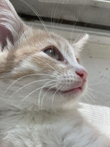 зеркальный карп: Белоснежные котята с разными глазами (гетерохромия) Описание: - — 4