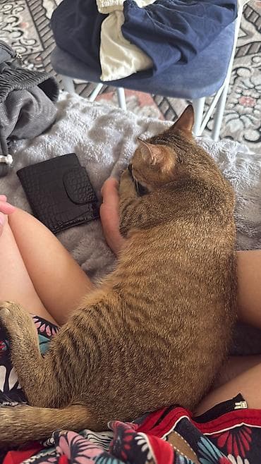 котята в дар: Кошка даром: Беспородная, Девочка — 3