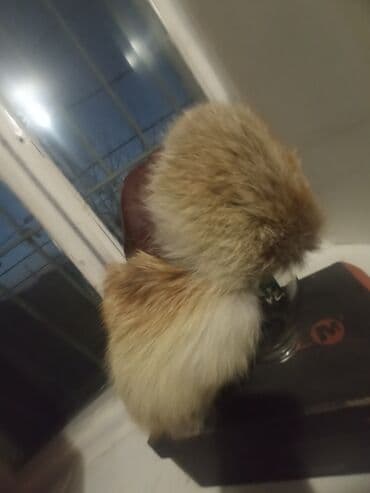 Баш кийимдер: Шапке, Кулак жапкан тумак, Табигый булгаары, Кыш, Помпон менен — 9