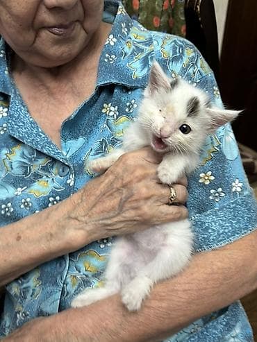scottish fold: Ищет самых заботливых хозяев маленькая принцесса 2 месяцаНесмотря на — 2