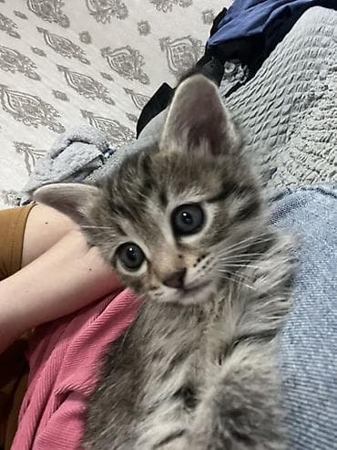 ласку: Котёнок, окраса серый табби (полосатый). Большие выразительные глаза — 1