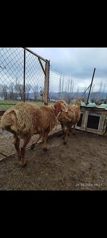 семис кой: Продаю | Баран (самец) | Арашан | Для разведения | Матка — 5
