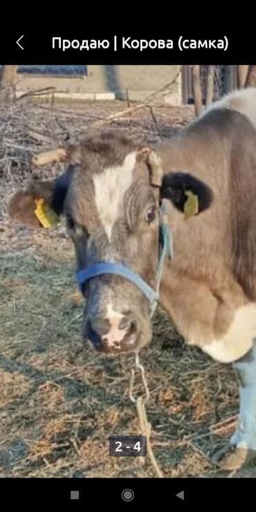живой корм: Продаю | Корова (самка) | Для разведения | Привязанные — 2
