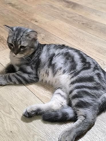 Скотиш Фолд (Шотландская вислоухая), 5 месяцев, Мальчик — 4