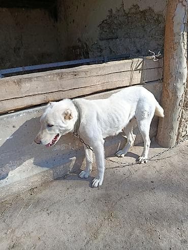 Собаки для охраны двора/хозяйства. - Крупные рабочие псы, на цепи