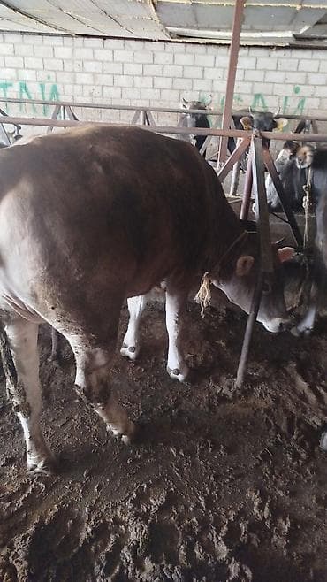 ангус бычок: Продаю | Тёлка | Швицкая | На откорм | Привязанные — 2