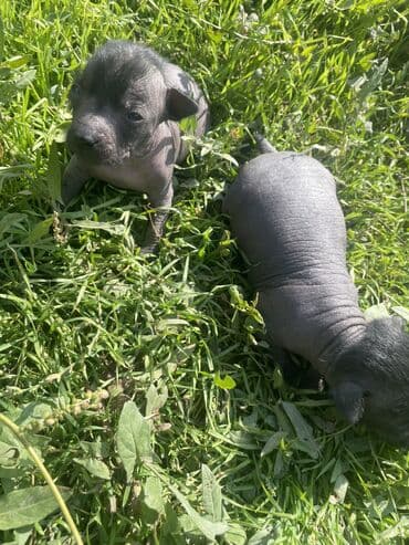 акустические системы digital колонка в виде собак: 2 месяца, Самец — 4