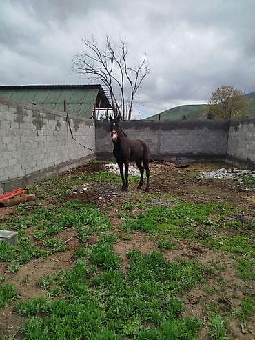 продажа домашних животных: Продаю | Конь (самец) | Конный спорт — 2