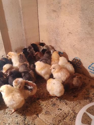 малек фарель: /смесанные породные цыплята недельного возраста. - Разные окрасы — 2