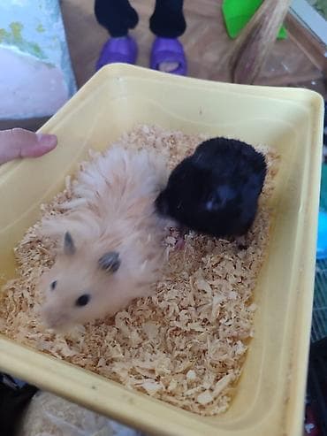 купить хомячка: Домашние хомячки (2 шт.) Мальчик и девочка - Порода/тип: сирийские — 4