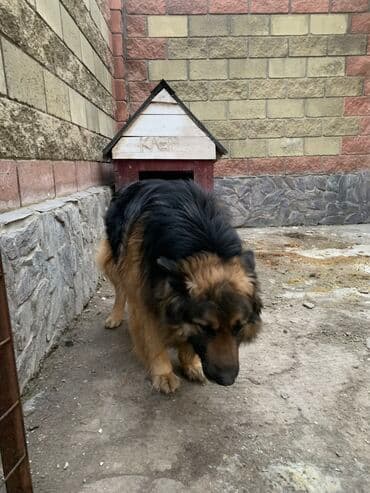 Кемирүүчүлөр: Caucasian Shepherd Dog, 4 жаш, Эркек — 2