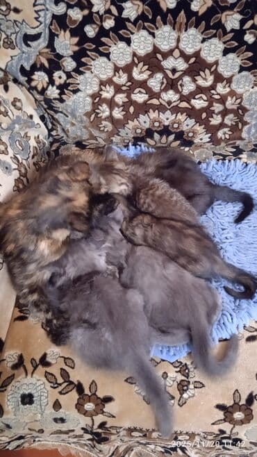 1 мальчик 2 котенка оригинал: Котята в добрые и ответственые руки. Кушают все и китекет тоже. Кашку — 16