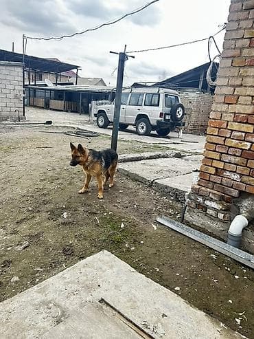 собаки кангал: Немецкая овчарка — охрана двора и верный компаньон. - Порода — 3