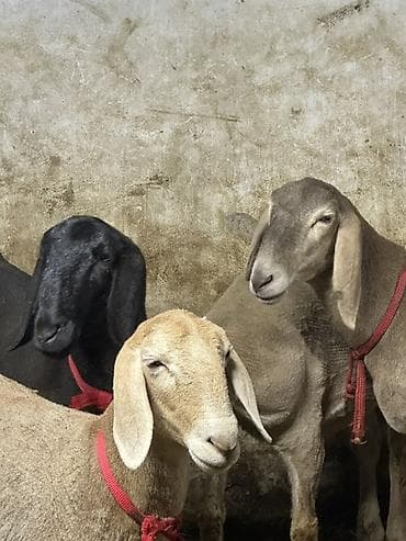 пчелка б у: Продаю | Овца (самка) | Для разведения | Ярка — 3