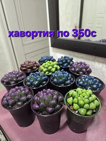 Бөлмө өсүмдүктөрү: Суккуленты и кактусы в горшках — декоративные мини-композиции для дома — 6