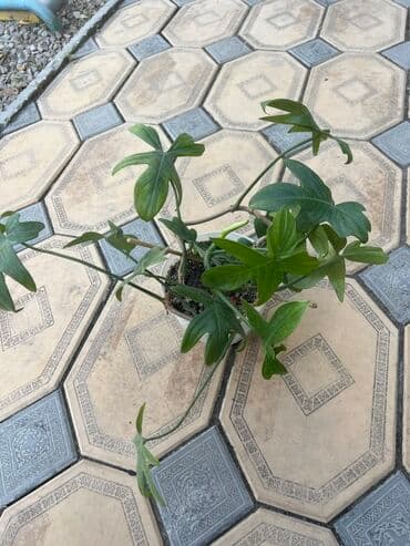 растение: Растение филодендрон в белом горшке. Листья имеют характерную — 2