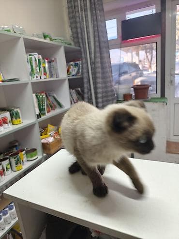 сколько стоит лысая кошка: Котёнок с колорпойнт-окрасом (светлая шерсть с шоколадными поинтами на — 3