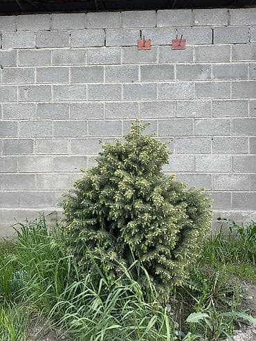 свечка: Ель (вероятно, канадская/серая, Picea glauca), компактная — 10