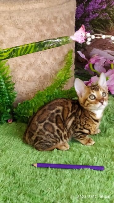 новорожденные котята: Друзья!! Проф питомник Бен Гла Мур Предлагает Шикарных элитных — 14