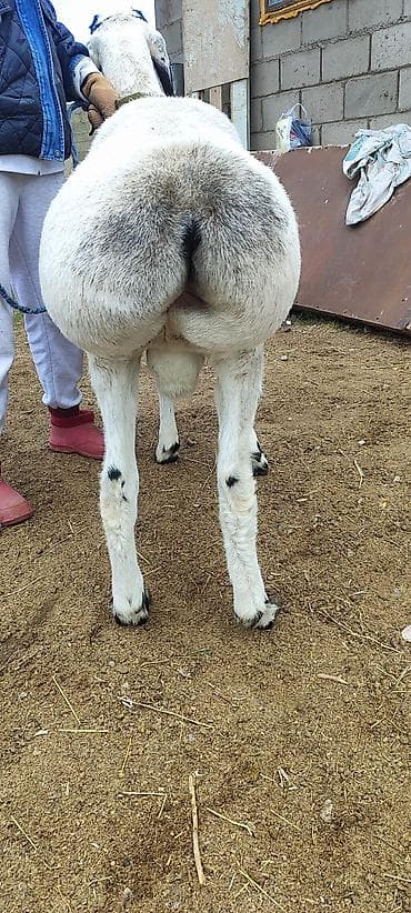 скупка раков: Продаю | Баран (самец) — 6