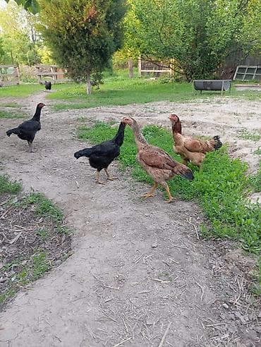 курица кара балта: Продаю | Куры | Домашняя | Для разведения — 2