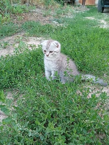 Кошки: Скотиш Фолд (Шотландская вислоухая), 3 месяца, Мальчик, Серебристая шиншилла — 1