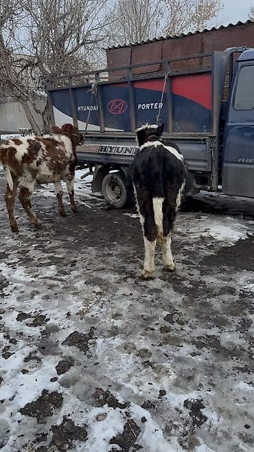 Продаю | Тёлка | На откорм