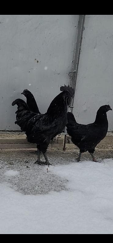 Продаю | Куры | Для разведения