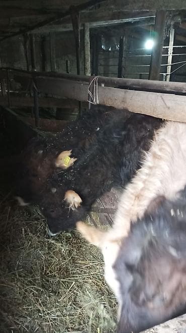 животные коровы: Продаю | Тёлка — 4