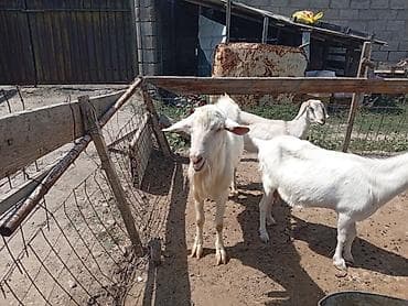 сүттү эчки: Сатам | Эчки (ургаачы) | Сүт алуу үчүн | Асыл тукумдуу — 5