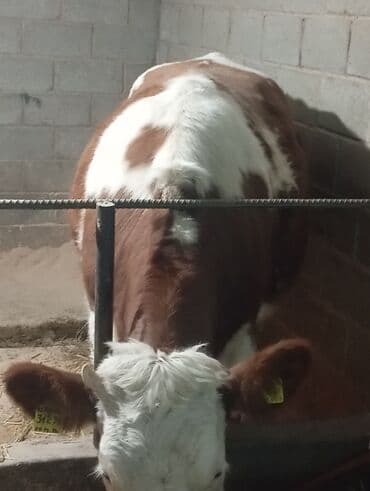 купить кошку в бишкеке: Продаю | Корова (самка) | Для молока — 3
