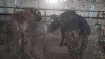 корм фарели: Сатам | Бука (эркек) | Бордоп семиртүү үчүн | Байланган — 5