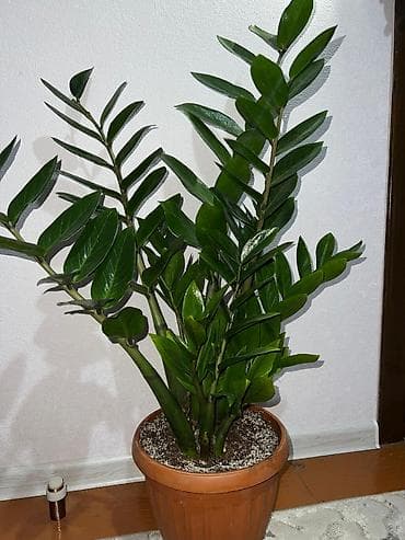 комнатный эшиктер: Комнатные растения — декоративнолистные сорта 1) Спатифиллум (на фото — 2
