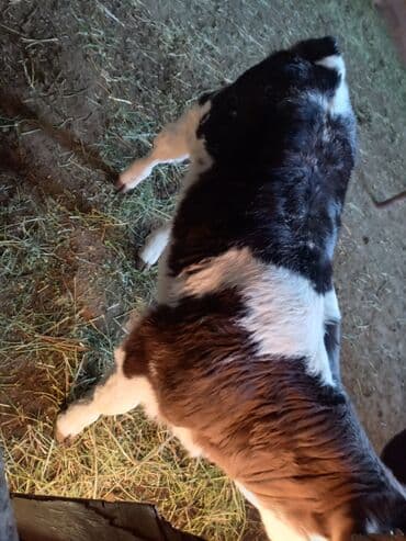 щенята даром: Продаю | Тёлка | На откорм | Искусственник — 3